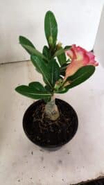 ENXERTO 12379 – 20cm (cor LM 995) - Imagem 6