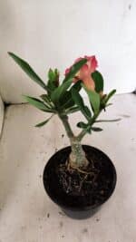 ENXERTO 12379 – 20cm (cor LM 995) - Imagem 5