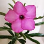 ENXERTO 12380 – 22cm (cor LM 512)