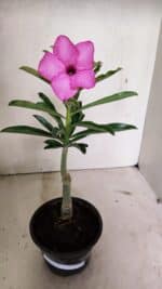 ENXERTO 12380 – 22cm (cor LM 512) - Imagem 6