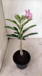 ENXERTO 12380 – 22cm (cor LM 512) - Imagem 5