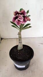 ENXERTO 12381 – 20cm (cor LM 976) - Imagem 2