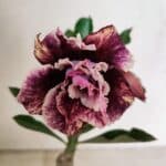 ENXERTO 12381 – 20cm (cor LM 976)