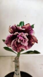 ENXERTO 12381 – 20cm (cor LM 976)