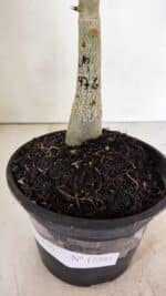 ENXERTO 12381 – 20cm (cor LM 976) - Imagem 7