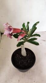 ENXERTO 12381 – 20cm (cor LM 976) - Imagem 5