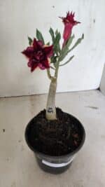 ENXERTO 12382 – 20cm (cor LM 1009) - Imagem 2