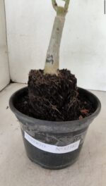 ENXERTO 12382 – 20cm (cor LM 1009) - Imagem 4