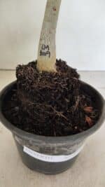 ENXERTO 12382 – 20cm (cor LM 1009) - Imagem 8