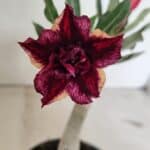 ENXERTO 12382 – 20cm (cor LM 1009)