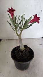 ENXERTO 12382 – 20cm (cor LM 1009) - Imagem 6