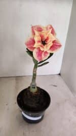 ENXERTO 12383 – 20cm (cor LM 618)