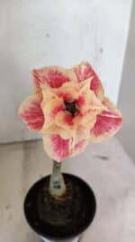 ENXERTO 12383 – 20cm (cor LM 618) - Imagem 3