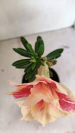 ENXERTO 12383 – 20cm (cor LM 618) - Imagem 4