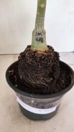 ENXERTO 12383 – 20cm (cor LM 618) - Imagem 6