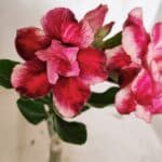 ENXERTO 12384 – 20cm (cor LM 491)