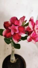 ENXERTO 12384 – 20cm (cor LM 491)