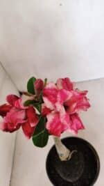 ENXERTO 12384 – 20cm (cor LM 491) - Imagem 4