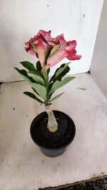 ENXERTO 12384 – 20cm (cor LM 491) - Imagem 5