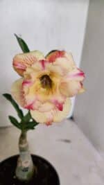 ENXERTO 12385 – 20cm (cor LM 918)