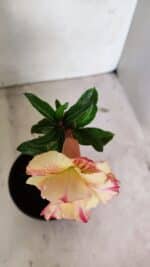 ENXERTO 12385 – 20cm (cor LM 918) - Imagem 4