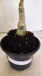 ENXERTO 12385 – 20cm (cor LM 918) - Imagem 7