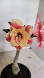 ENXERTO 12386 – 20cm (cor LM 618)