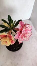 ENXERTO 12386 – 20cm (cor LM 618) - Imagem 4