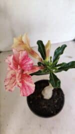 ENXERTO 12386 – 20cm (cor LM 618) - Imagem 5