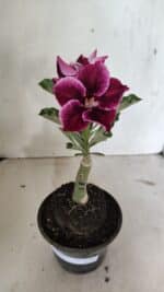 ENXERTO 12387 – 20cm (cor LM 499) - Imagem 2