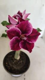 ENXERTO 12387 – 20cm (cor LM 499)