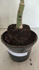 ENXERTO 12387 – 20cm (cor LM 499) - Imagem 6