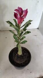 ENXERTO 12387 – 20cm (cor LM 499) - Imagem 5