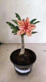 ENXERTO 12388 – 20cm (cor LM 987) - Imagem 2