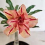 ENXERTO 12388 – 20cm (cor LM 987)