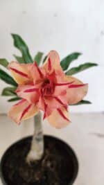 ENXERTO 12388 – 20cm (cor LM 987)