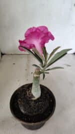 ENXERTO 12390 – 20cm (cor LM 384) - Imagem 4