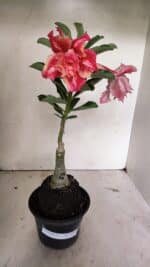 ENXERTO 12391 – 20cm (cor LM 402) - Imagem 2