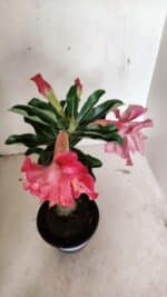 ENXERTO 12391 – 20cm (cor LM 402) - Imagem 4