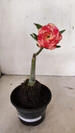 ENXERTO 12392 – 20cm (cor LM 995) Id: POP CORN 2 - Imagem 2