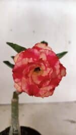 ENXERTO 12392 – 20cm (cor LM 995) Id: POP CORN 2