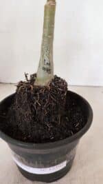 ENXERTO 12392 – 20cm (cor LM 995) Id: POP CORN 2 - Imagem 7