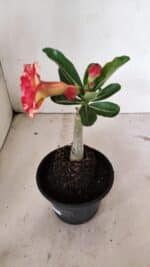 ENXERTO 12392 – 20cm (cor LM 995) Id: POP CORN 2 - Imagem 6