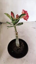 ENXERTO 12392 – 20cm (cor LM 995) Id: POP CORN 2 - Imagem 5