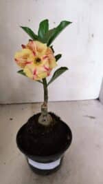 ENXERTO 12393 – 20cm (cor LM 918) - Imagem 2