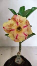 ENXERTO 12393 – 20cm (cor LM 918)