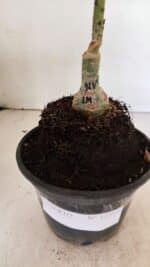 ENXERTO 12393 – 20cm (cor LM 918) - Imagem 7