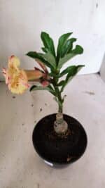 ENXERTO 12393 – 20cm (cor LM 918) - Imagem 5