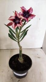 ENXERTO 12394 – 20cm (cor LM 424) - Imagem 2