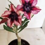 ENXERTO 12394 – 20cm (cor LM 424)